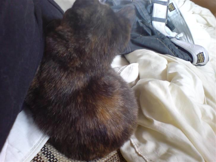 Blanding af racer Van Gogh billede 6