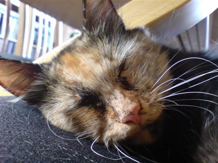 Blanding af racer Picasso død :'( :'( billede 7