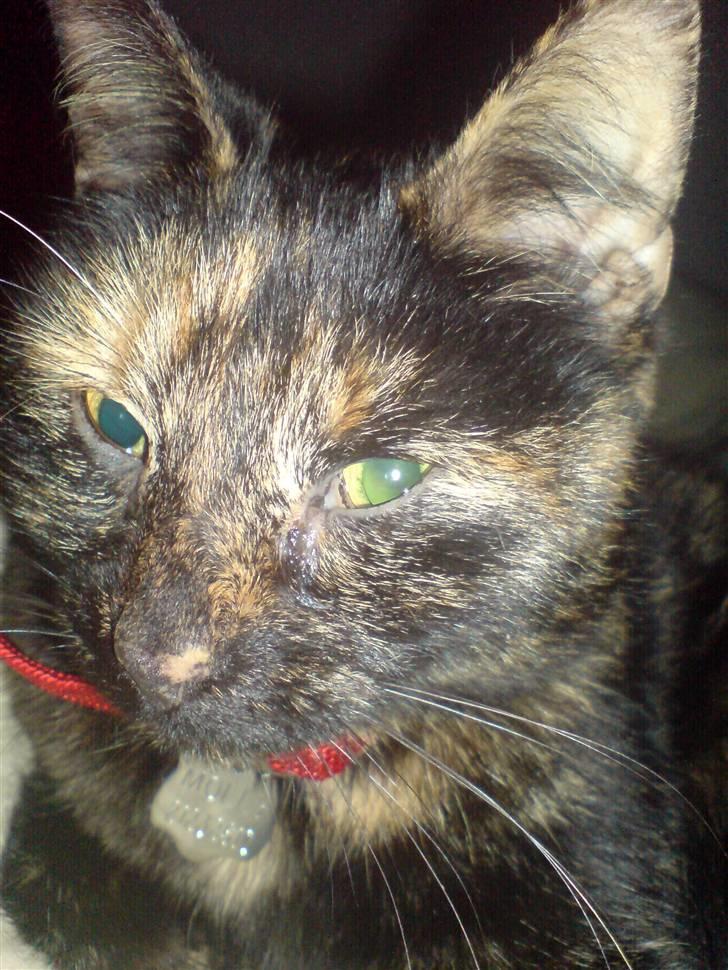 Huskat Molly - Molly endelig hjemme igen, efter en strejfen på 1 måned. billede 13