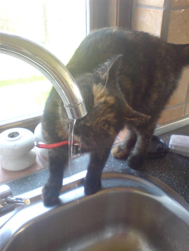 Huskat Molly billede 14