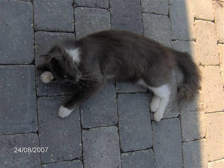 Blanding af racer Misse billede 10