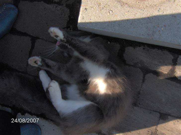 Blanding af racer Misse - Legesyg billede 11