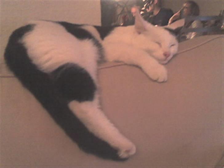 Huskat Bølle-Mis - juleaften hos mine forældre :) billede 1