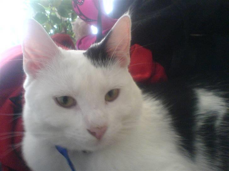 Huskat Bølle-Mis - nuttet med halsbånd billede 2