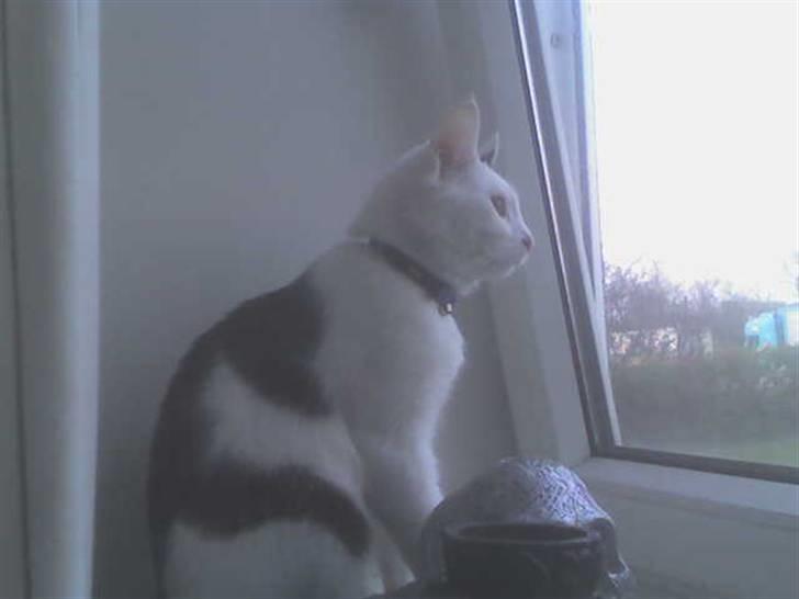 Huskat Bølle-Mis - jeg holder lige øje med fuglene ;) billede 3