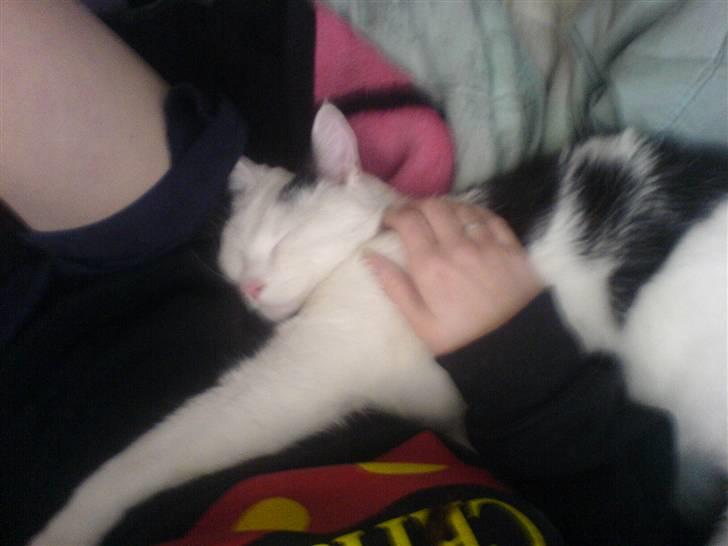 Huskat Bølle-Mis - åhh. han putter rigtig ind til sin mor :D billede 4