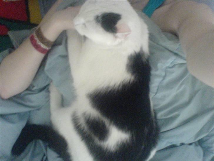 Huskat Bølle-Mis - sådan ser vi ud om morgenen. billede 5