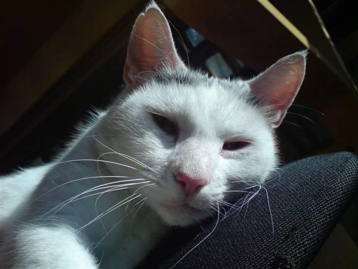 Huskat Molly   Løbet væk :'( billede 1