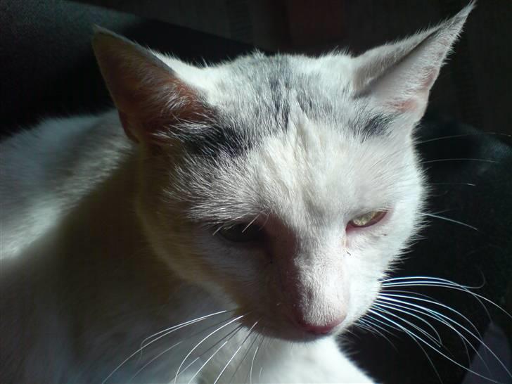 Huskat Molly   Løbet væk :'( billede 2