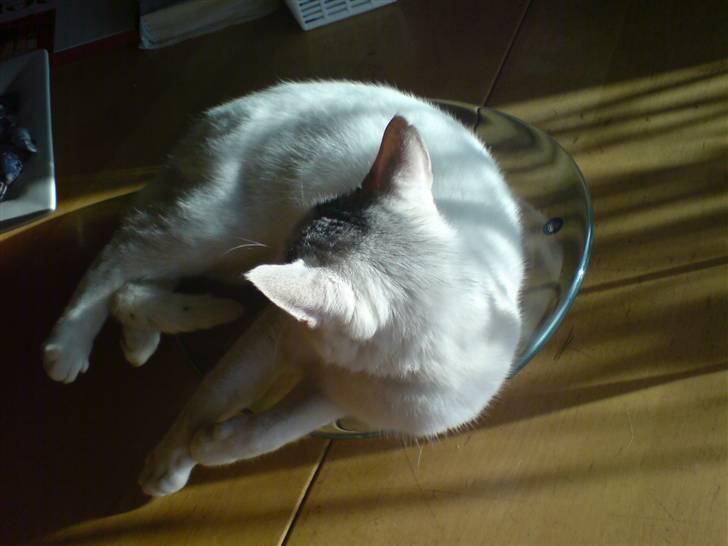 Huskat Molly   Løbet væk :'( billede 3