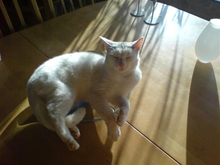 Huskat Molly   Løbet væk :'( billede 4