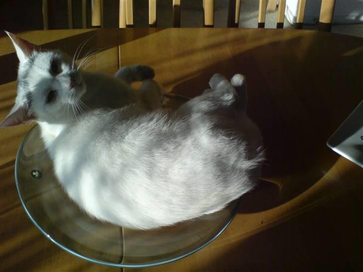 Huskat Molly   Løbet væk :'( billede 5