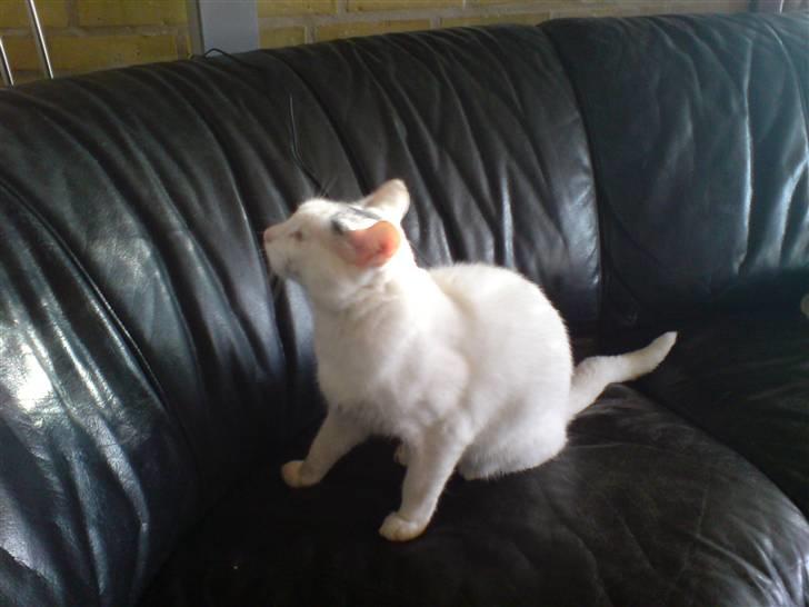 Huskat Molly   Løbet væk :'( billede 6