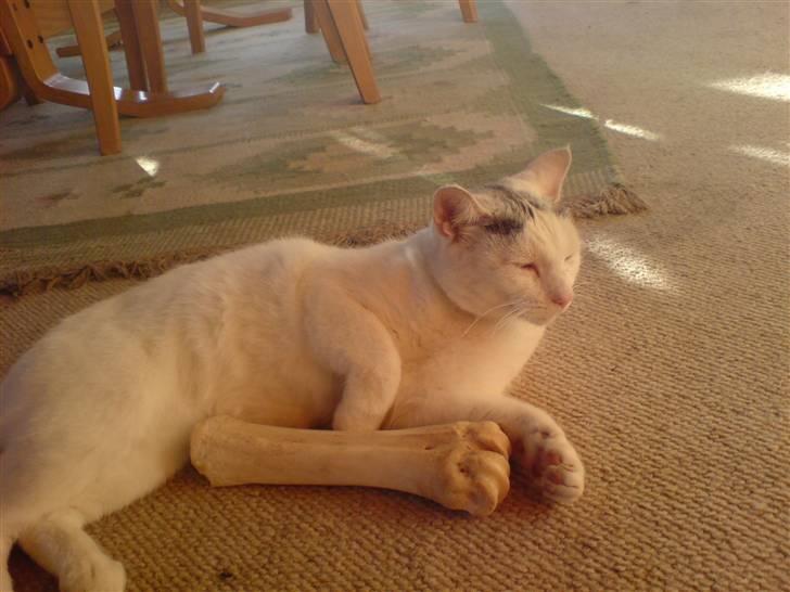 Huskat Molly   Løbet væk :'( billede 7