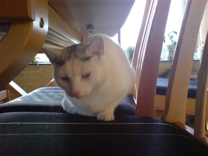 Huskat Molly   Løbet væk :'( billede 8