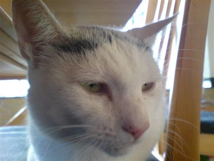 Huskat Molly   Løbet væk :'( billede 9