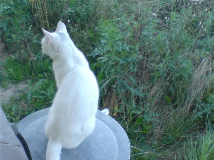 Huskat Molly   Løbet væk :'( billede 10