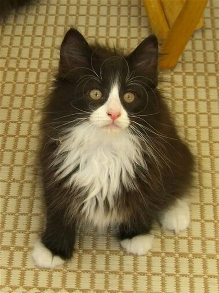 Norsk Skovkat Brutalis R.I.P du skønne lille skat :( - En lille opmærksom fyr... billede 1