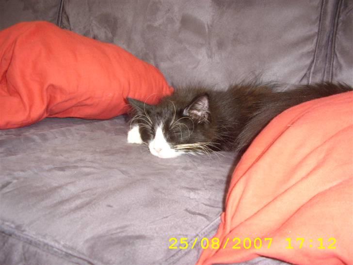 Norsk Skovkat Brutalis R.I.P du skønne lille skat :( - Tar´mig lige en slapper, efter ankomst til mit nye hjem. billede 2