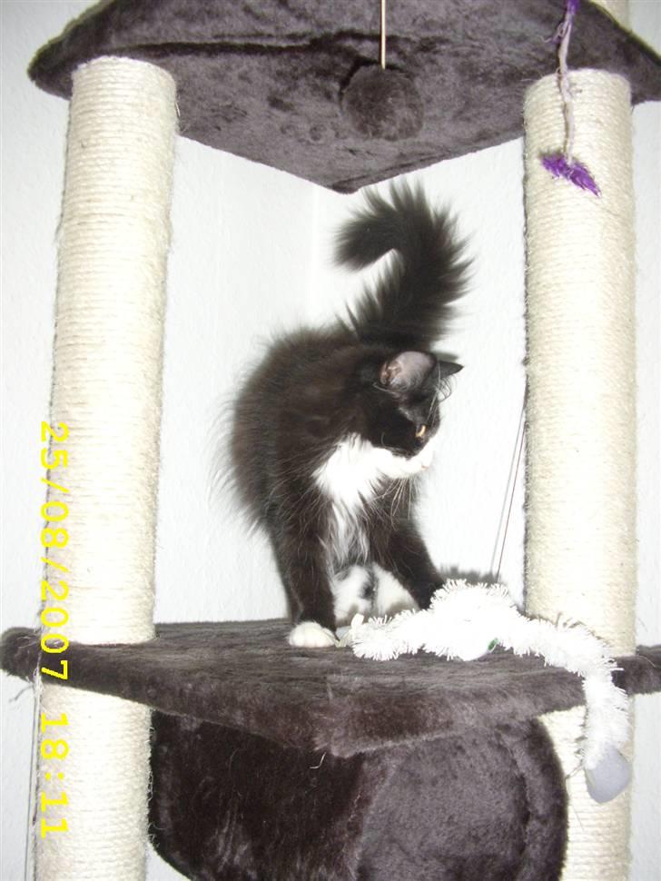 Norsk Skovkat Brutalis R.I.P du skønne lille skat :( - Tjekker lige legetøjet ud.. billede 3