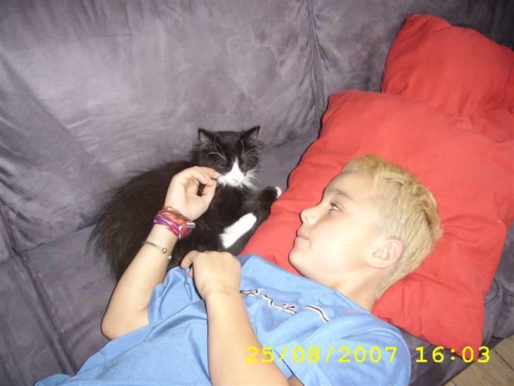 Norsk Skovkat Brutalis R.I.P du skønne lille skat :( - Hygger med Sebastian, der er meget ked af at Lucky er død :o( billede 4