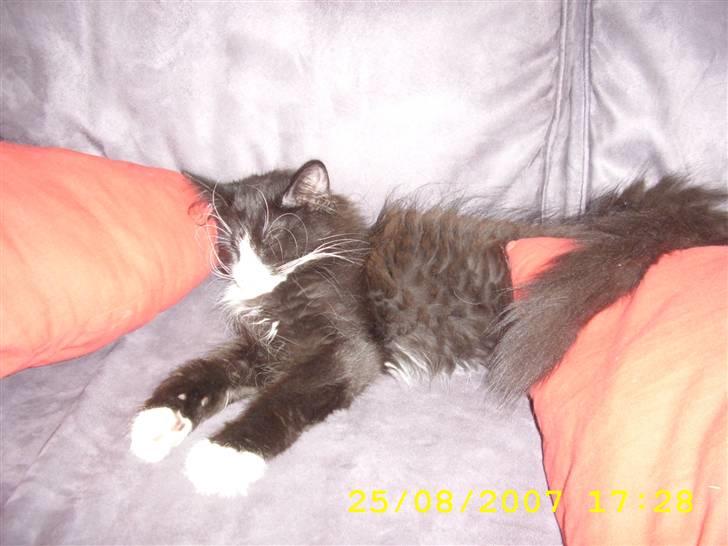 Norsk Skovkat Brutalis R.I.P du skønne lille skat :( - Totalt afslappet, træt efter rejsen. billede 5