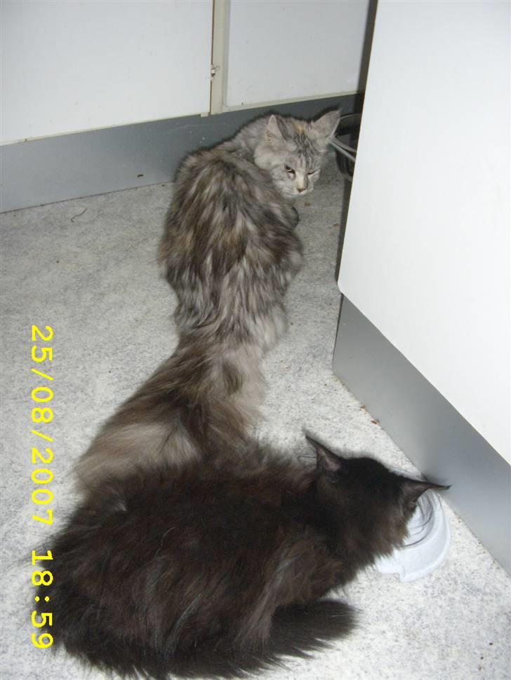 Norsk Skovkat Brutalis R.I.P du skønne lille skat :( - Første måltid med husets prinsesse og hun er stadig ikke vild med mig, men der skal hun nok blive. billede 6