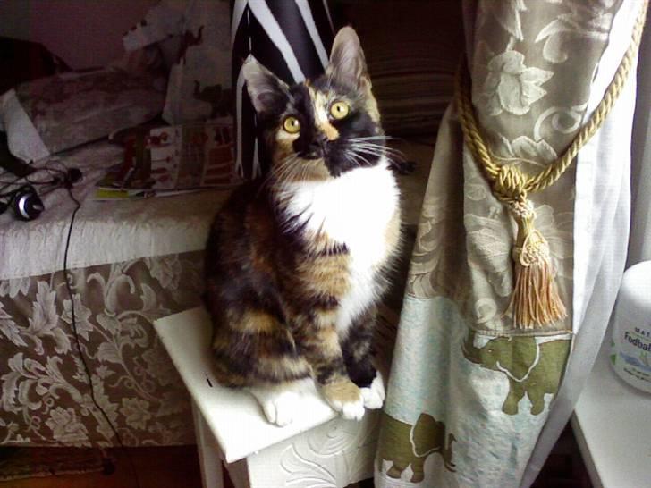 Blanding af racer Coco chanel - coco er nu 4 ½ måned hun er så smuk og stor billede 7