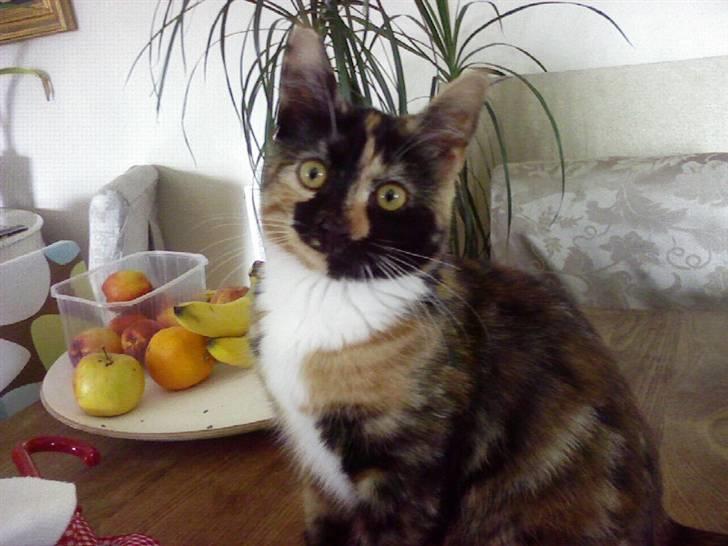 Blanding af racer Coco chanel billede 8