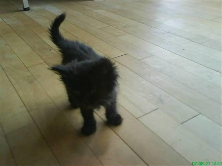 Blanding af racer Tiger - hvad skal jeg nu lege med .. :)  billede 7