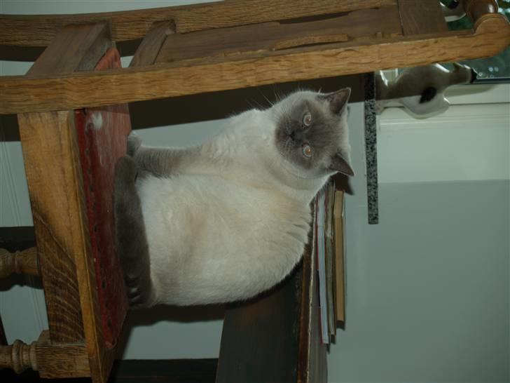 British Shorthair Fanny  billede 3