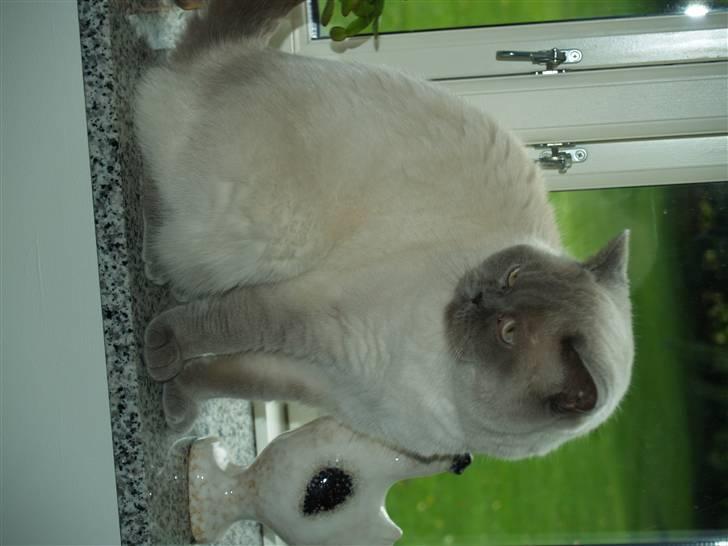 British Shorthair Fanny  billede 4
