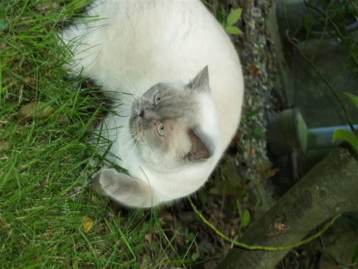 British Shorthair Fanny  billede 5