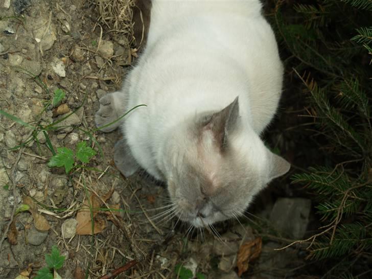 British Shorthair Fanny  billede 6