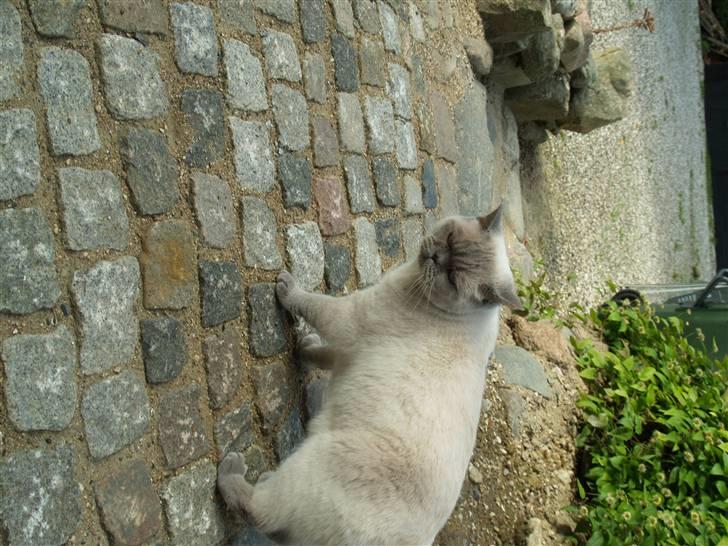 British Shorthair Fanny  billede 7