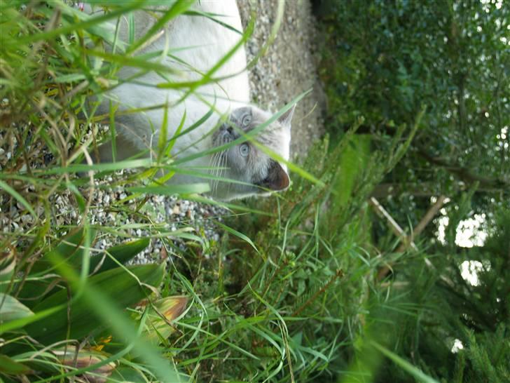 British Shorthair Fanny  billede 8