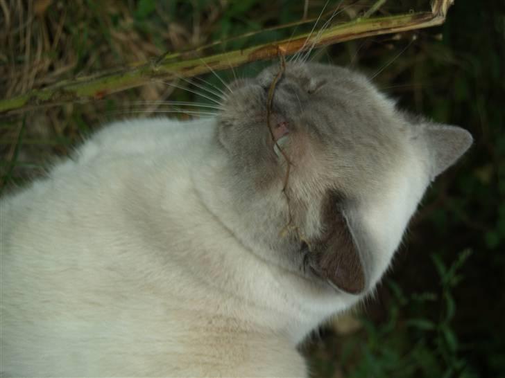 British Shorthair Fanny  billede 9