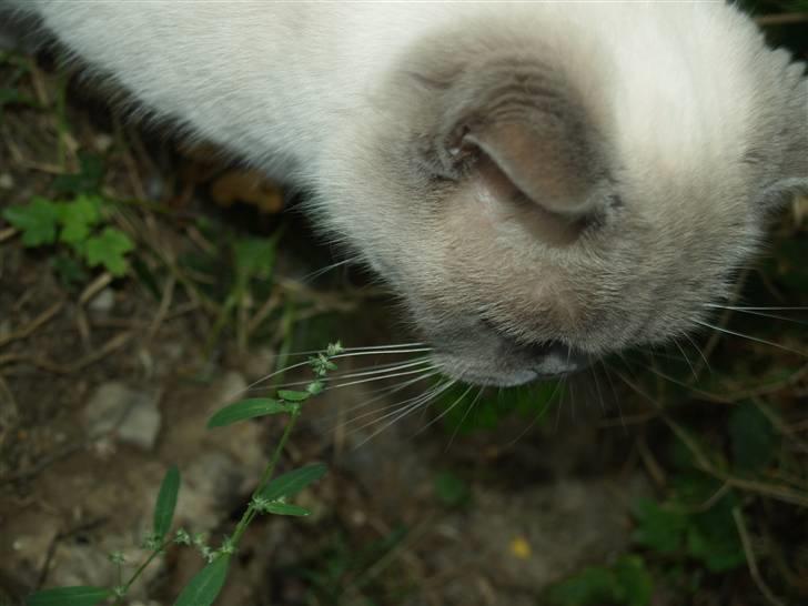 British Shorthair Fanny  billede 10