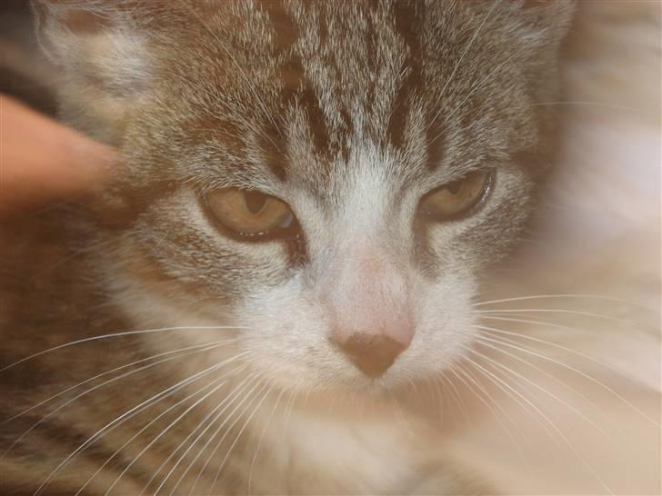 Huskat møf<3 billede 1