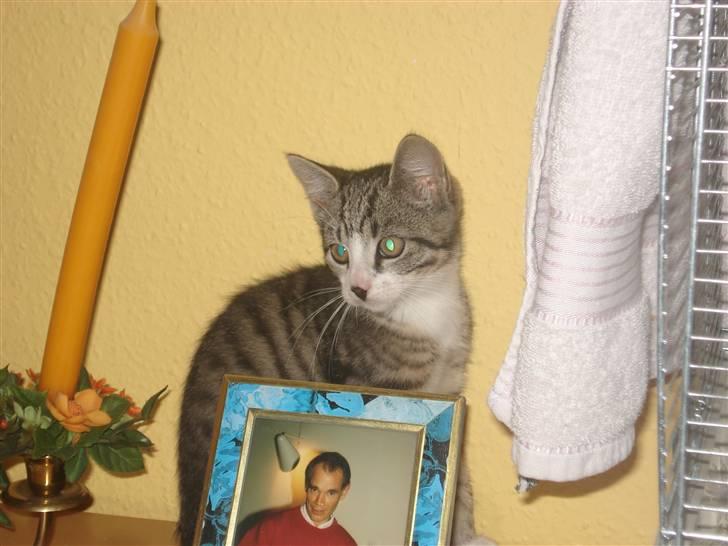 Huskat møf<3 billede 2