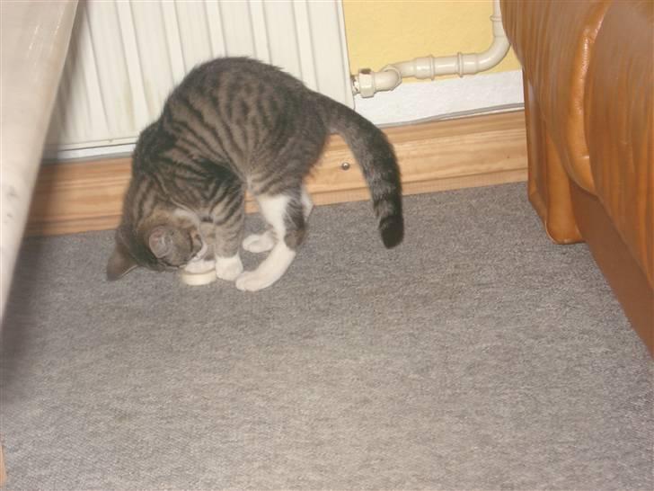 Huskat møf<3 billede 3