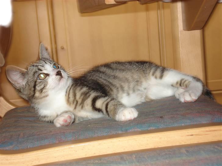 Huskat møf<3 billede 4