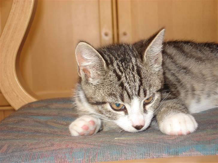 Huskat møf<3 billede 5