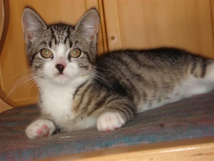 Huskat møf<3 billede 6