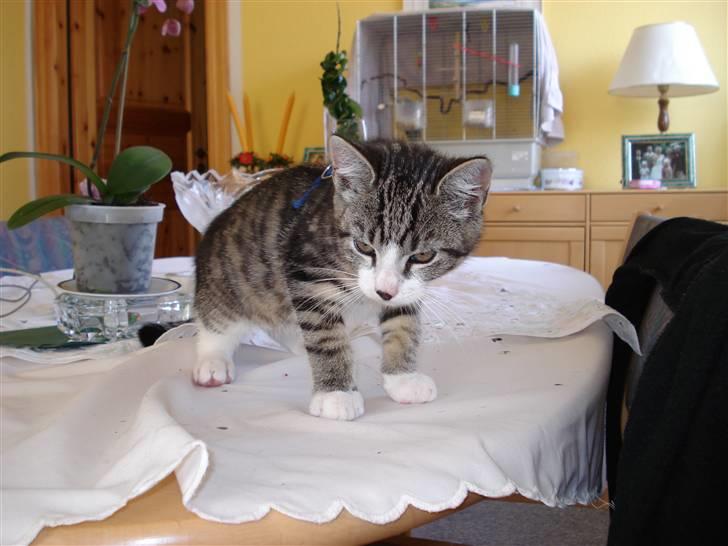 Huskat møf<3 billede 7