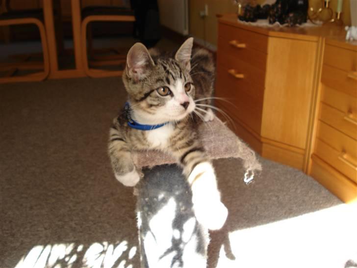 Huskat møf<3 billede 8