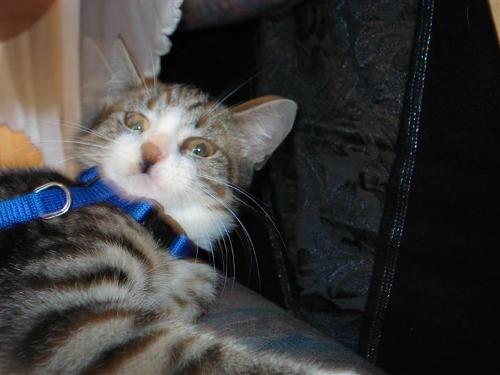 Huskat møf<3 billede 9