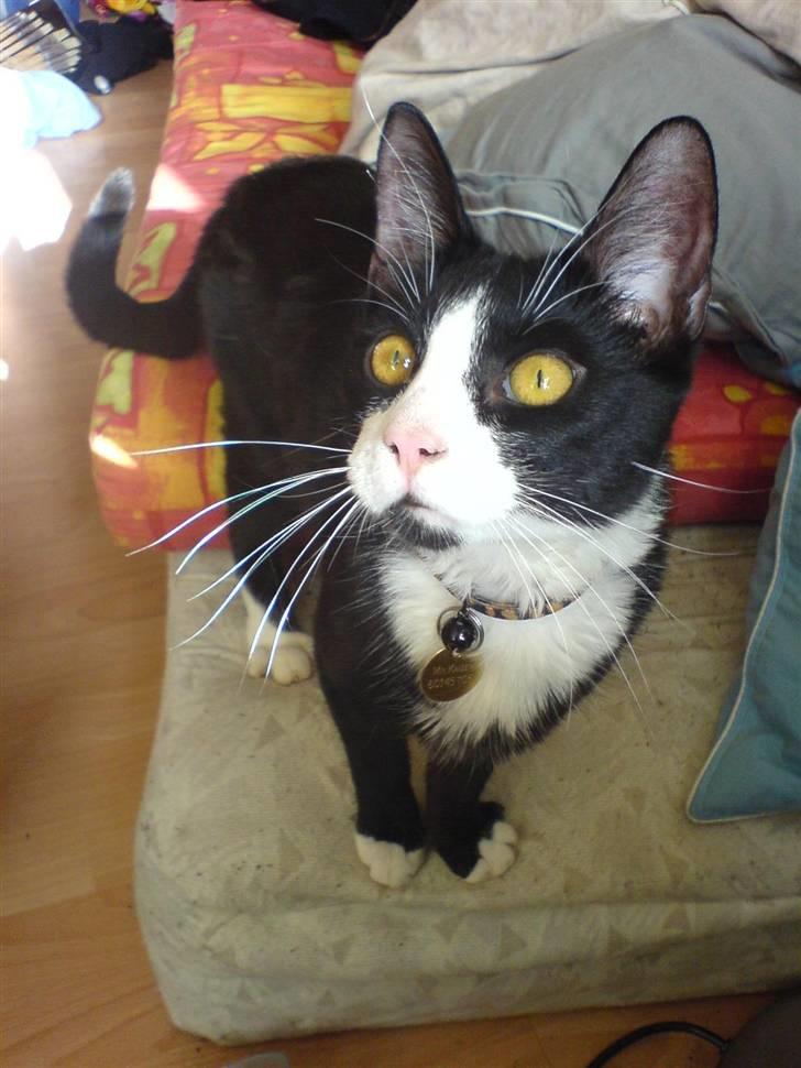 Huskat Mr. Kaizer billede 1