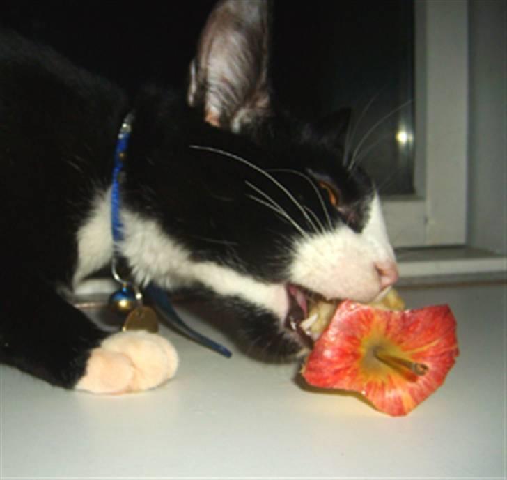 Huskat Mr. Kaizer - Mmm... æble! billede 2