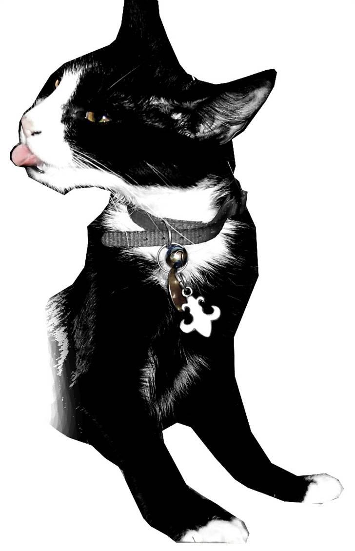 Huskat Mr. Kaizer billede 3